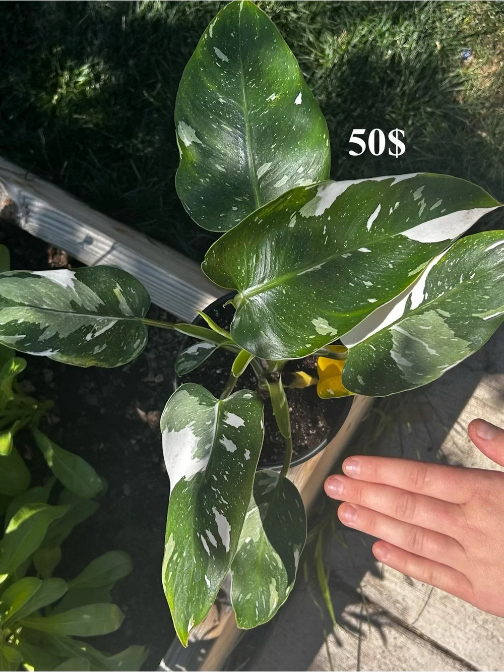 Variegated Green & White Philodendron - Premium Reptile-Friendly Plant